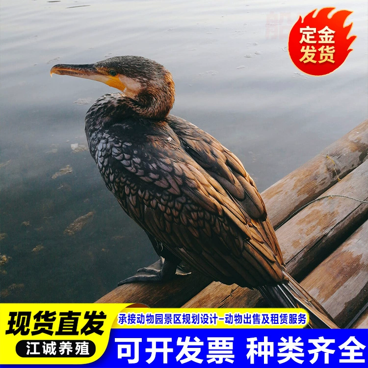 Программа по ловле рыбы в зоопарке осьминогов продает искусственно выведенные осьминоги, цена осьминогов на два-три года.