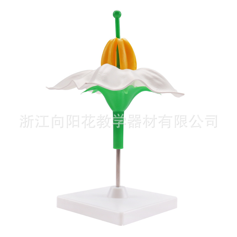 厂家销售3220 土豆花模型 生物教学模型