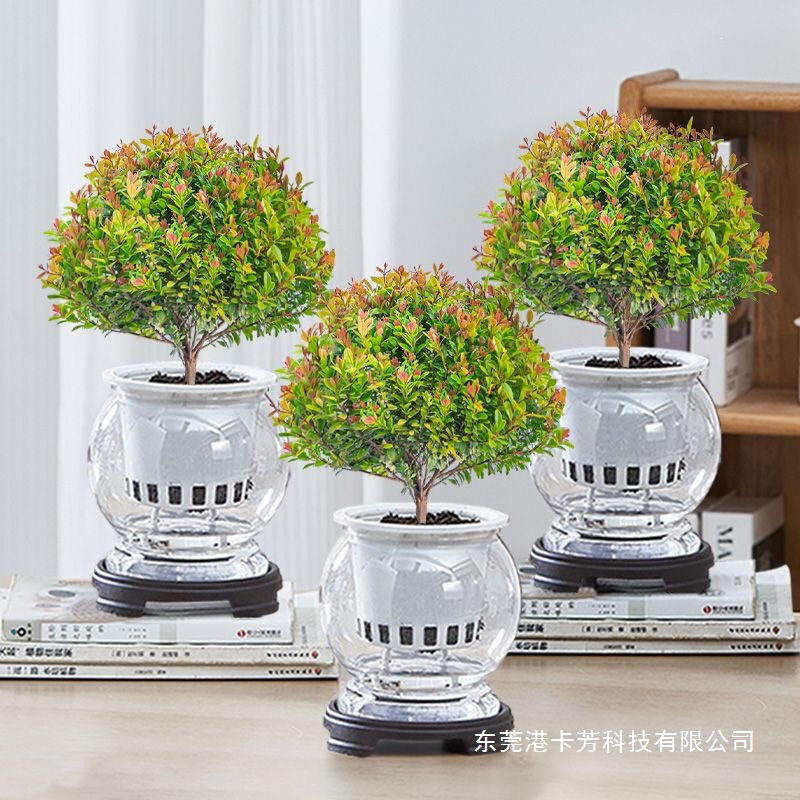Hydroponic Small-Leaf Red Nanmu Plant Bonsai for Balcony, Living Room, Easy-To-Care-For Green Plant for Indoor Office, Water-Cultivated Small Potted Plant Hydroponic Small-Leaf Red Nanmu Plant Bonsai for Balcony, Living Room, Easy-To-Care-For Green Plant for Indoor Office, Water-Cultivated Small Potted Plant