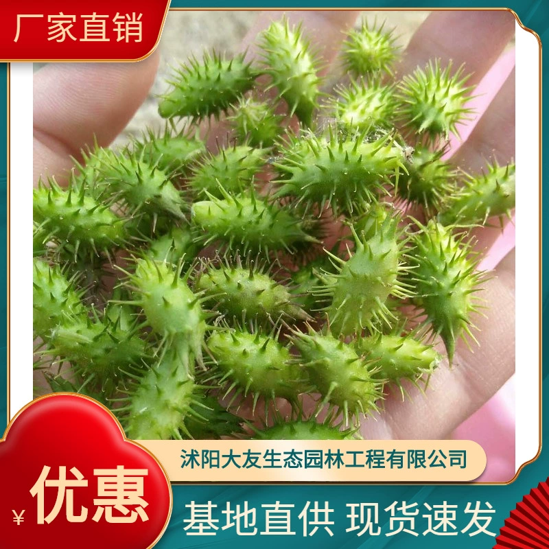 Xanthium sibiricum Base Оптовые сорта собственного производства полный проект живописного ландшафтного дизайна Зеленые саженцы