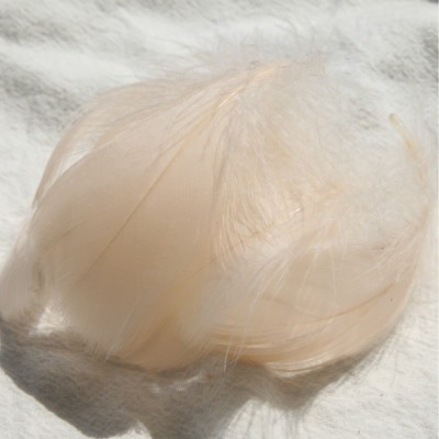 고기 핑크 (100 루트 배치)