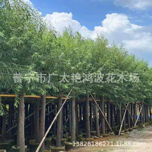 广东普宁供应绿化苗木柳树垂柳阳柳花木花场园艺园林假植树苗树木