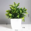Luohan grass potted