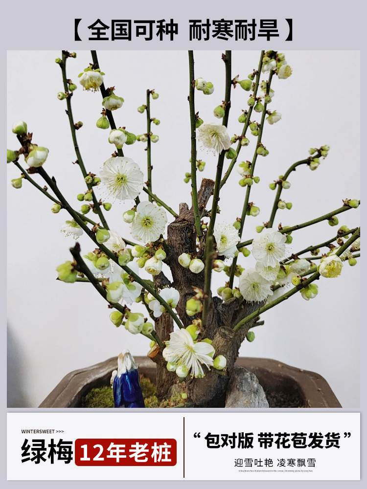 [향기로운 녹매] 12년근 더미 [꽃이 많이 피고 나무모양이 아름답다] (개화기에는 꽃이 피고 재생되지 않는다)