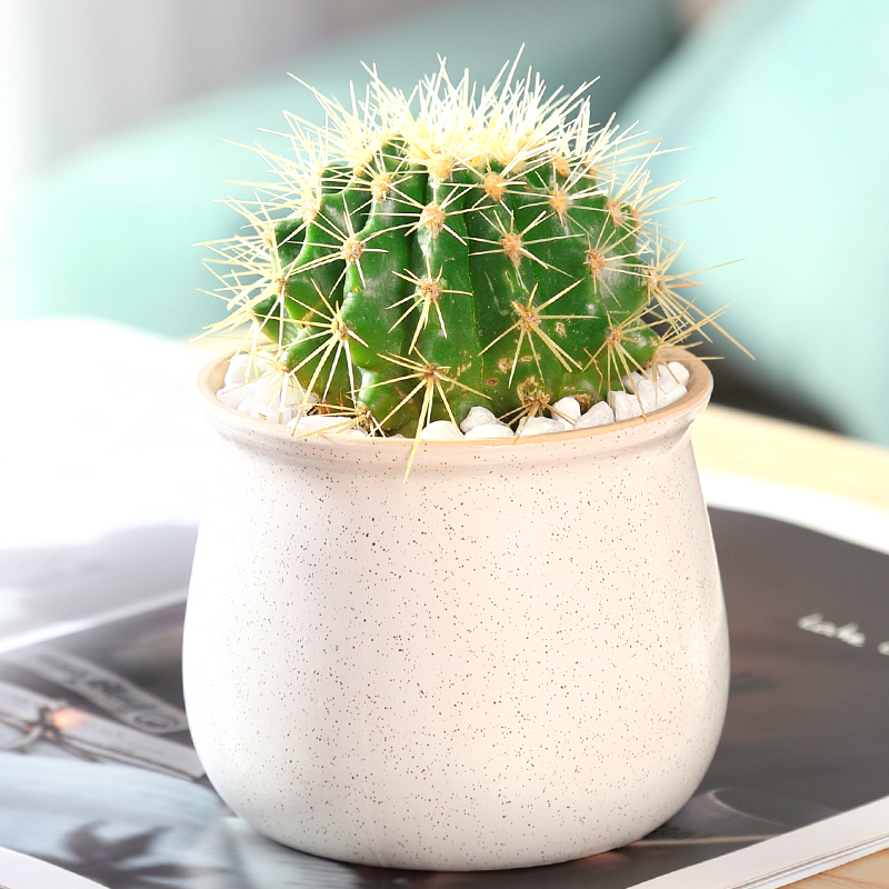 오리지널 컬러 골든 타이거(마카 세라믹 세면대)