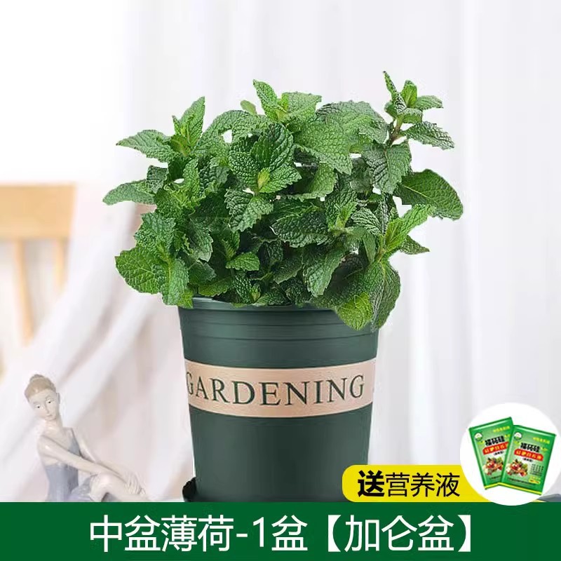 [모기퇴치 식용] 프리미엄 미디엄 포트 민트(갤런 포트) + 비료