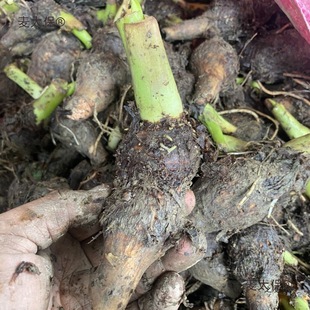 ���ڏV���������^�Nֲ�� ��������N���� ���ƴ�������������̫��