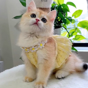 Cat Clothes Summer Thin Cat Summer Sling Breathable Two-Legged Clothes Silver Gradient Cat Outing Cat Skirt Wholesale