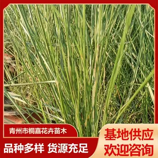 粉黛乱子草盆栽苗 工程花海绿化毛芒乱子草 宿根花卉粉黛乱子草苗