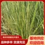 粉黛绿化工程花海草苗