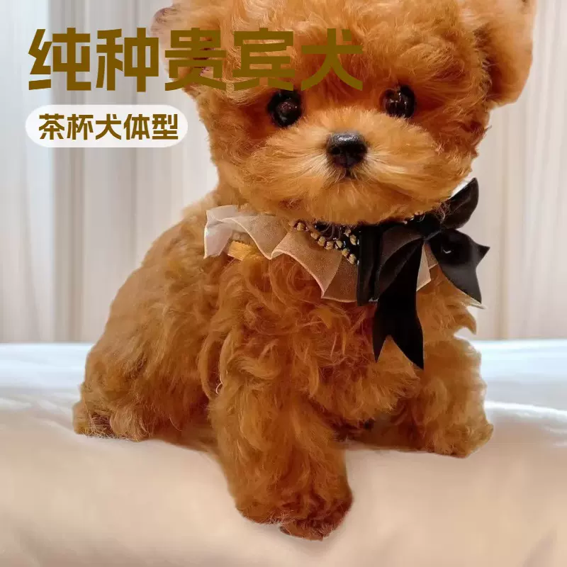 纯种贵宾犬小型玩赏犬茶杯犬宠物狗狗家庭伴侣犬泰迪幼犬活体幼崽
