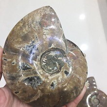 天然斑彩螺化石 古生物化石 古动物化石 收藏品 观赏石