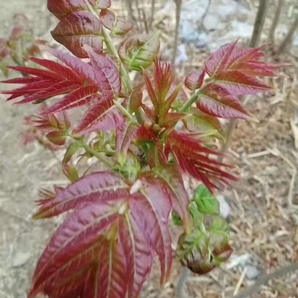 Красные масляные ароматные саженцы камфоры, саженцы плодовых деревьев, саженцы камфоры, съедобные ароматные саженцы камфоры в горшках, саженцы камфоры, посаженные на юге и севере.