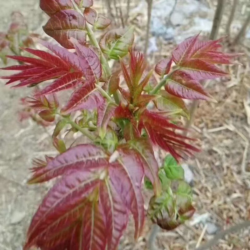 Red Oil Toon Seedlings, Fruit Tree Seedlings, Toon Saplings, Potted Edible Toon Saplings, Toon Saplings Planted in the South and North Red Oil Toon Seedlings, Fruit Tree Seedlings, Toon Saplings, Potted Edible Toon Saplings, Toon Saplings Planted in the South and North