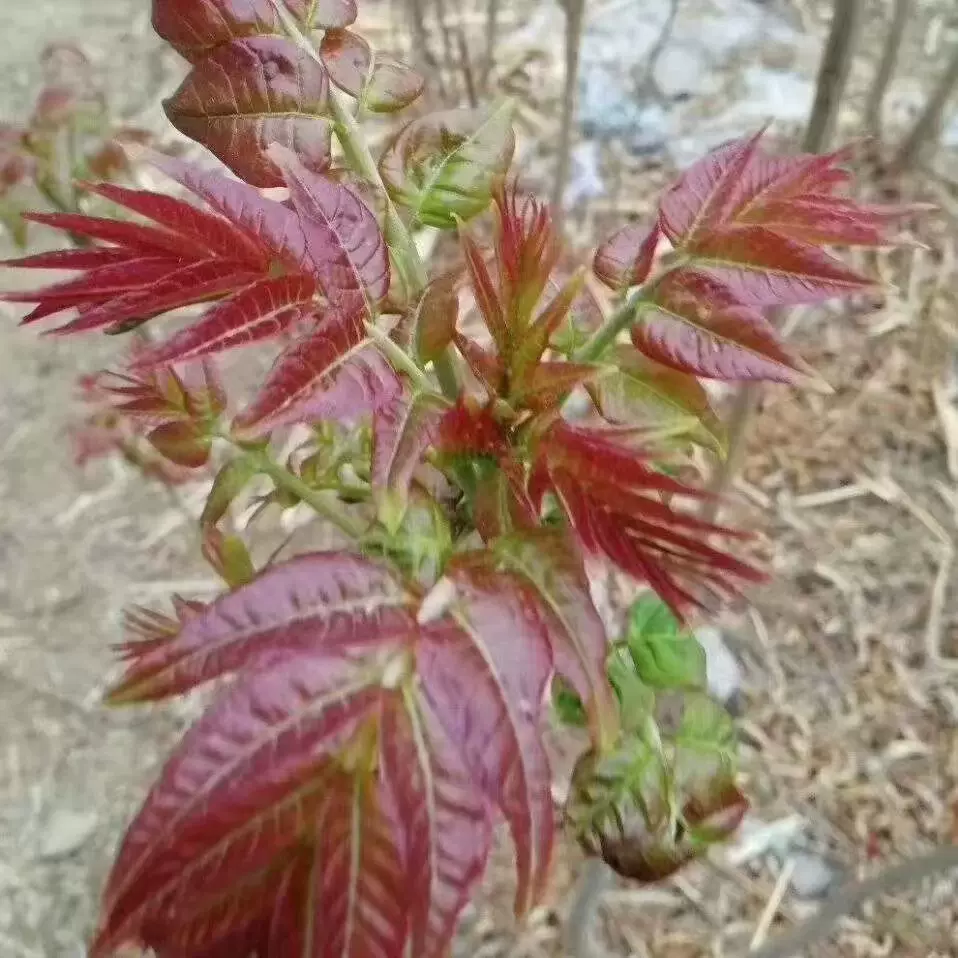 红油香椿苗 果树苗椿树苗 盆栽食用香椿树苗南方北方种植树苗香椿