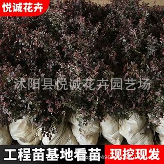 红花继木球园林庭院绿植篱笆围墙四季红叶彩色盆景红花檵木小苗