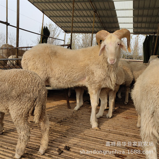 高腿小尾寒羊养殖场 杂交小尾寒羊羊羔市场 杜泊绵羊羊羔-阿里巴巴