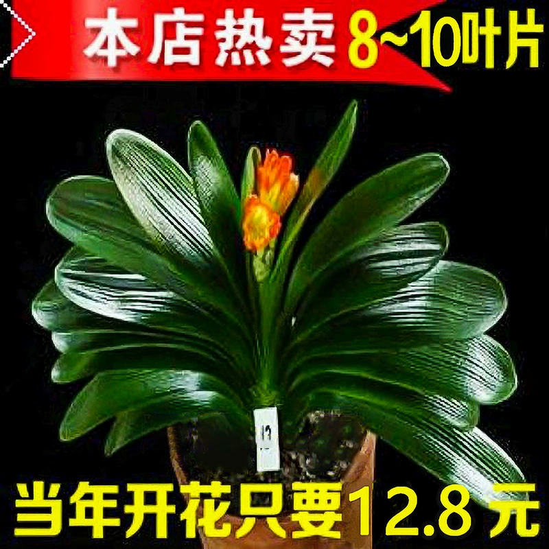 Комнатное растение Кливия с бутонами, старые рассады, которые цветут в любое время года, легко выращиваемые цветочные растения, комнатные зеленые растения, рассада монаха с круглой головкой.