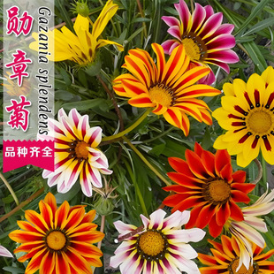 ���¾ջ��N�ӄ��»��N�Ѷ���������̫ꖻ��_��ͥԺ���⻨���L����