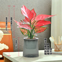 �����t��������ʺ�Gֲ�k���҃�����ȩ�͏d�������Ժ��Bֲ�ﻨ��