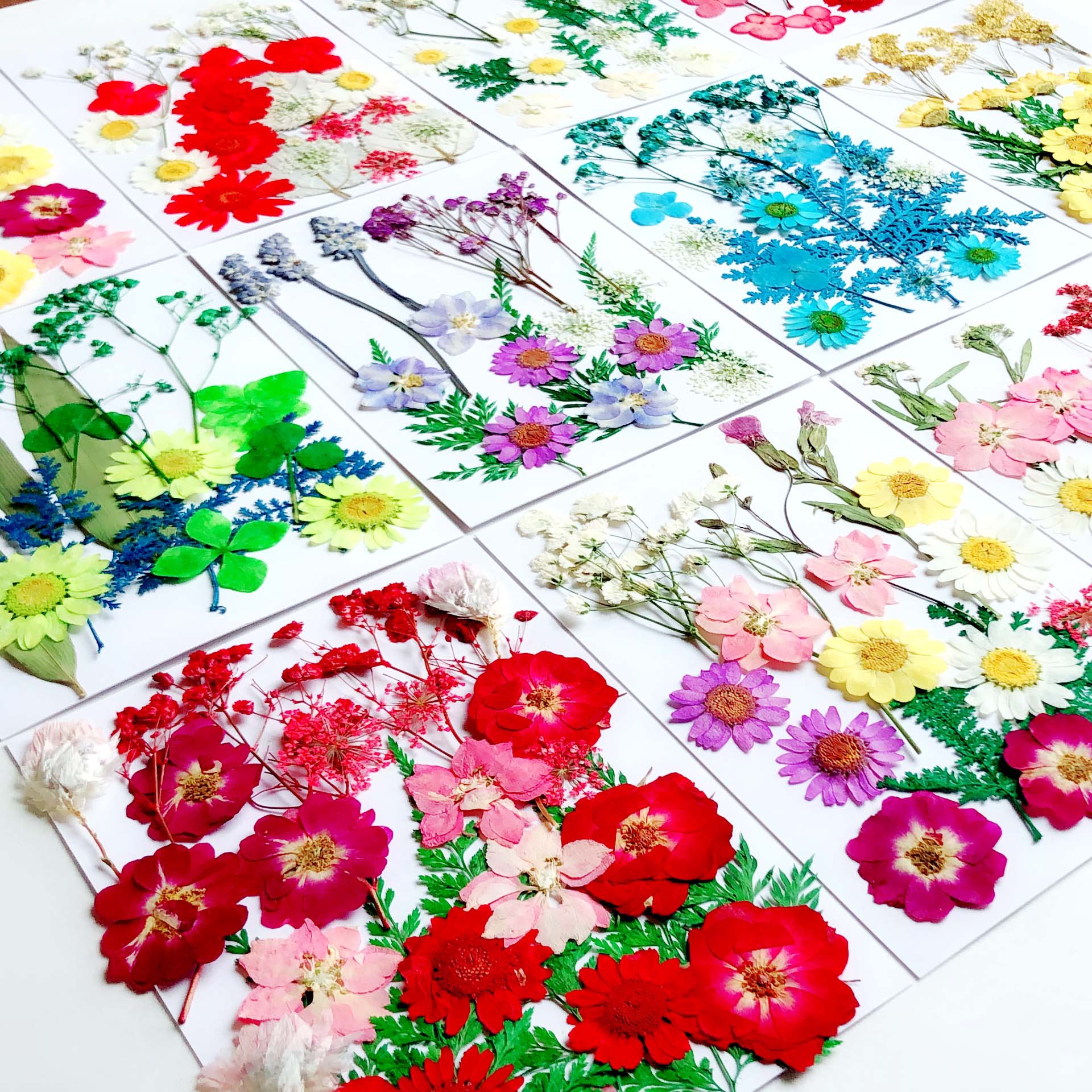 Paquete de material en relieve jardín de infantes en relieve DIY marcador epoxi flor seca caja del teléfono en relieve planta muestra