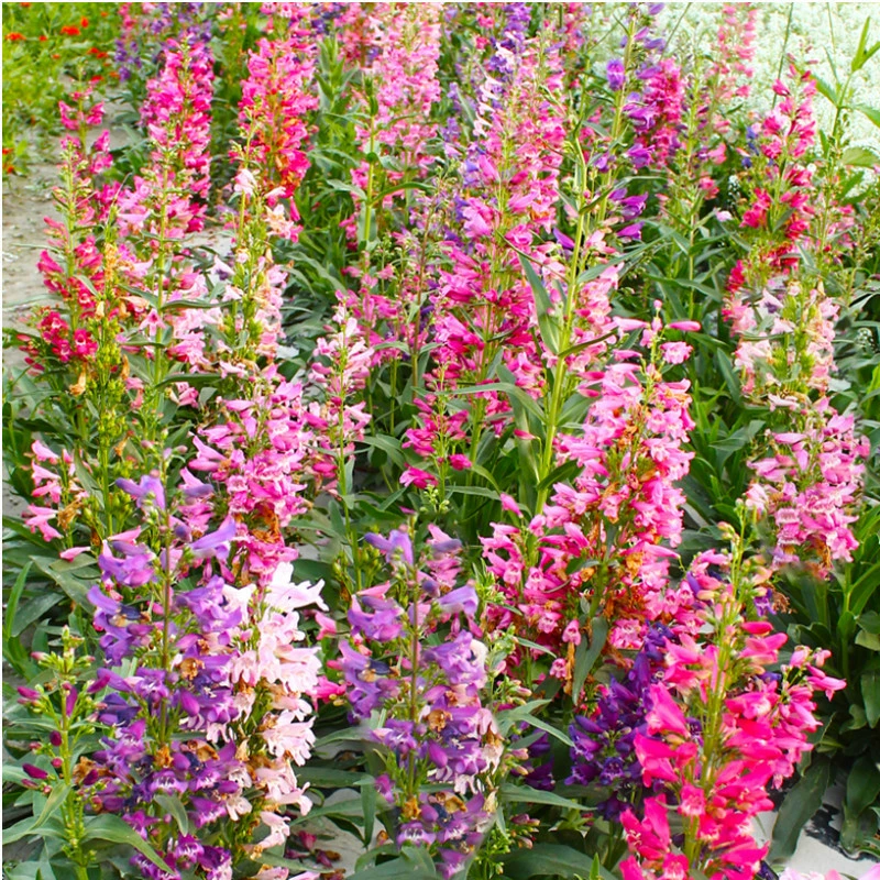 Семена Salix в садоводстве Цветочные очки или зеленый остров посадки пейзаж цветок семена слоновой кости Красный маятник ивы семена