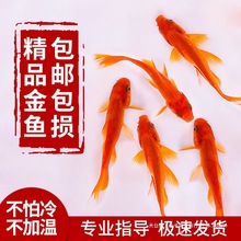 金鱼活鱼苗冷水红草金观赏鱼小型淡水好养活鱼养殖生态小鱼缸泰狮