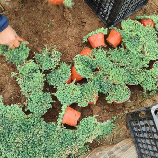 Wholesale Chinese Sedum Potted Seedlings Chinese Sedum Branches Thin Snow Evergreen Grass Cup Seedlings with Large Quantity Discounts