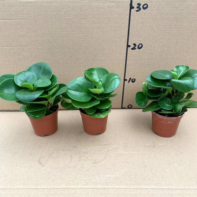 벽옥[원유역 및 원토] 3유역