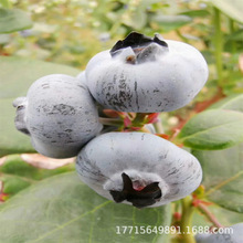 {ݮϱļ{÷ NֲY{ݮС{S