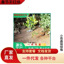 基地批发不知火橘子树苗 晚熟杂柑苗丑橘苗 新品种丑八怪柑橘幼苗