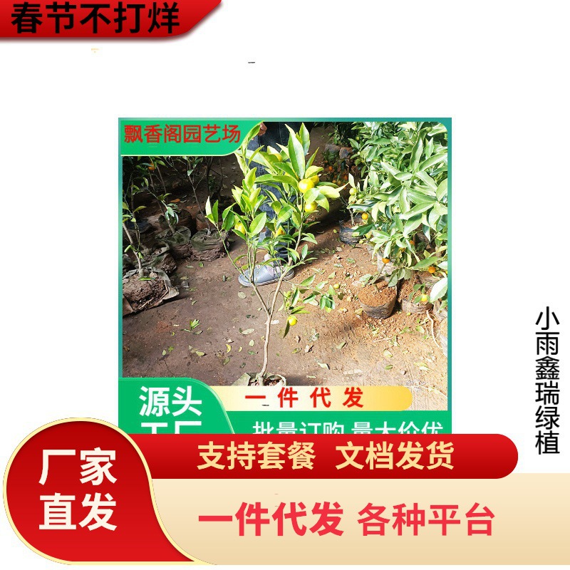 基地批发不知火橘子树苗 晚熟杂柑苗丑橘苗 新品种丑八怪柑橘幼苗