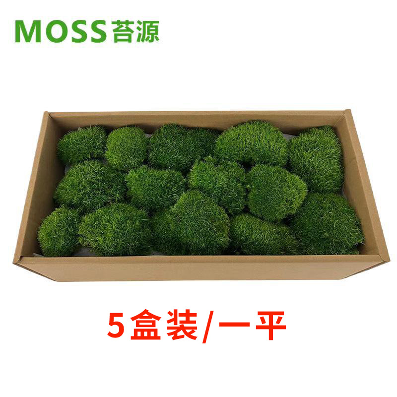 Musgo inmortal pelo blanco musgo gris grande planta verde pared flor seca Fondo pared planta pared musgo fuente