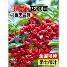 正宗花椒苗树四川汉源特麻椒大红袍九叶青藤椒树苗南北方庭院种植