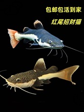 �������~���~��ؔ؈�~����w�����L�tβ؈�׌��T�~����Ꭷ�^�p�~