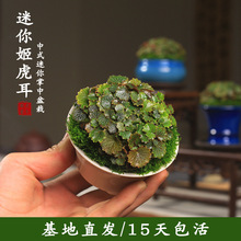 姬虎耳草假山造景苔藓迷你盆栽拇指雨林缸微景观蕨类植物桌面菖蒲