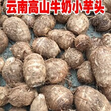 云南牛奶芋头毛芋头奶新鲜现挖先发小香芋软糯香甜奶5斤装