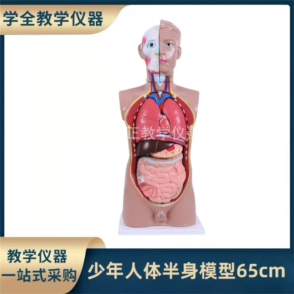 少年人体半身模型65cm初高教学演示模型生物教学仪器模型模具器材