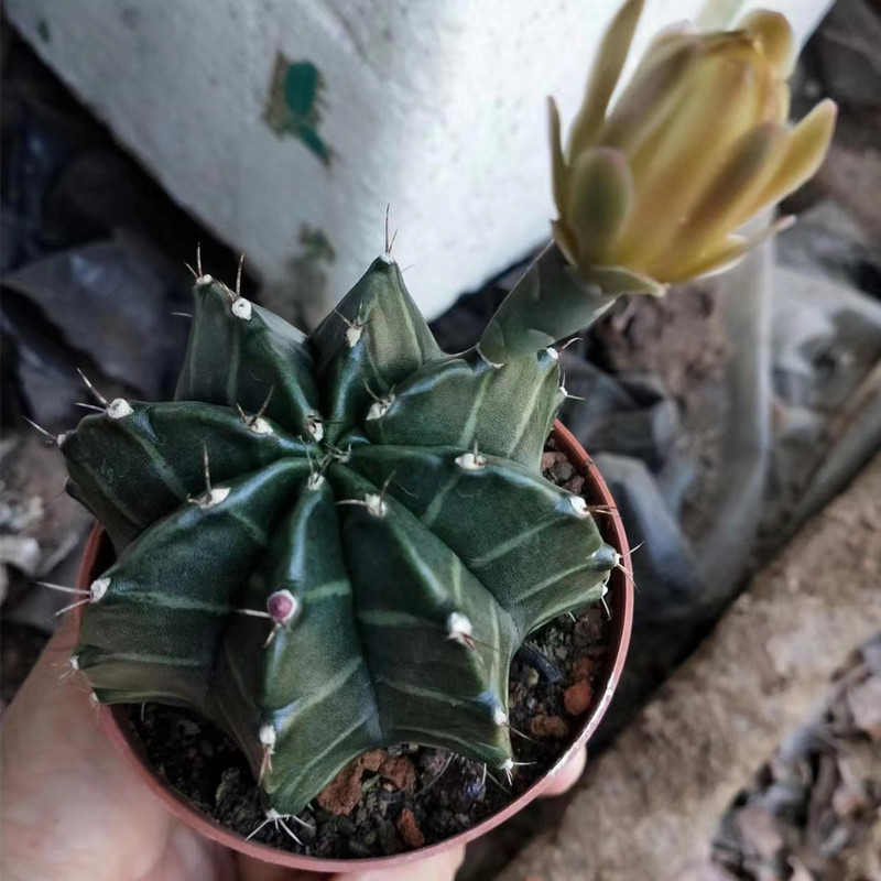 大仙人球コレクション、鉢植えの開花仙人掌、多肉植物、星兜瑞昌玉、玉龍鳳玉、玉翁|undefined