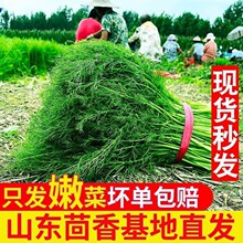 ɽ�|С��������r�۬Fժ�߲˴����������Ӱ��ӕr����ܾݴ����