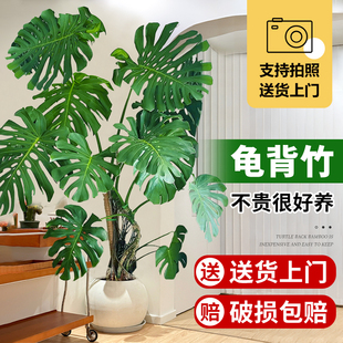 龟背竹客厅大盆栽室内客厅大叶老桩植物电视柜旁边大型绿植落地-阿里巴巴