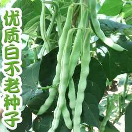 九粒白架豆种子 芸豆种籽大全高产老来少白不老豆角四季蔬菜种孑