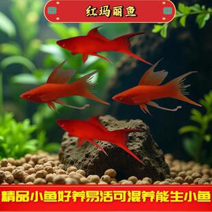 �t�����t���~�pβ�߷���β�����Ꭷ�~̥���~�����^�p�~С���~����