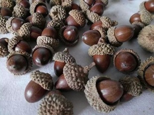 ɭ��ϵDIY�����������Ӹɹ���Ȼ�{����ˇ�廨�[���zӰ����