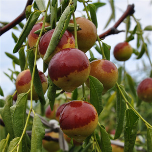 ���痗���� մ���������� ѩ�t�� �޽� ������ ���Ե��ԷNֲ��