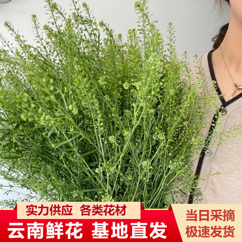 Yunnan Kunming Flower Wholesale Green Lingcao Flowers Straight Hair Roses with Flowers and Bouquets for Wedding Events