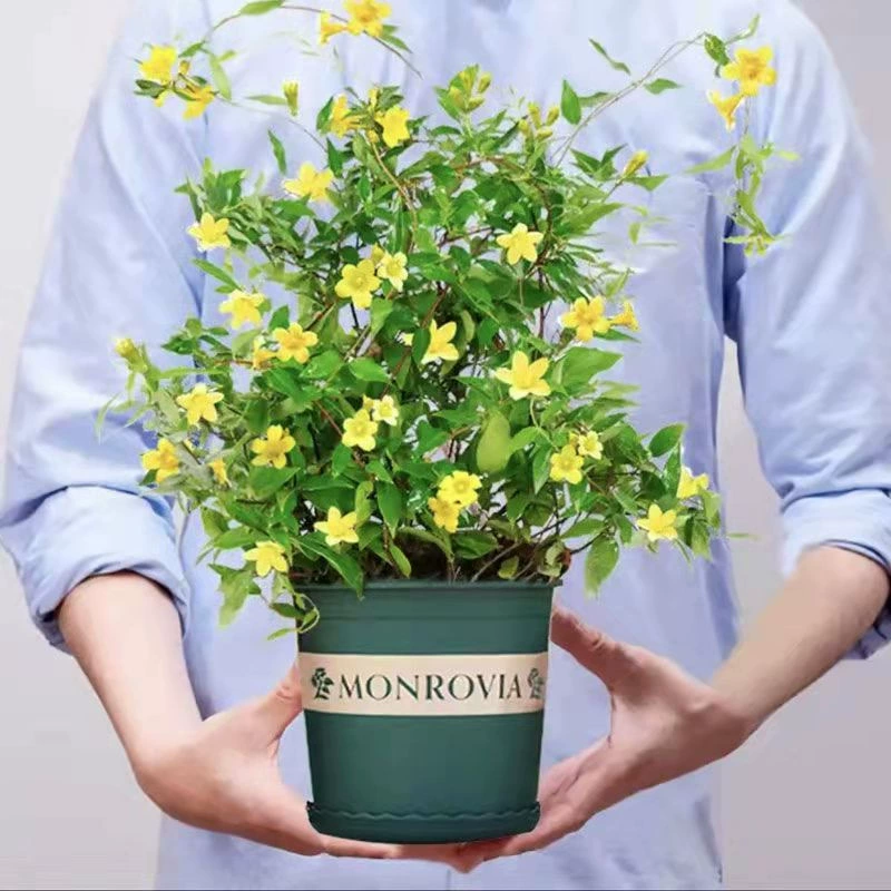 Французские духи из ротанга в горшке цветок жасмина рассада морозостойкая альпинистская лоза растение балкон Садовый цветок ароматная лоза альпинистская лоза Бесплатная доставка