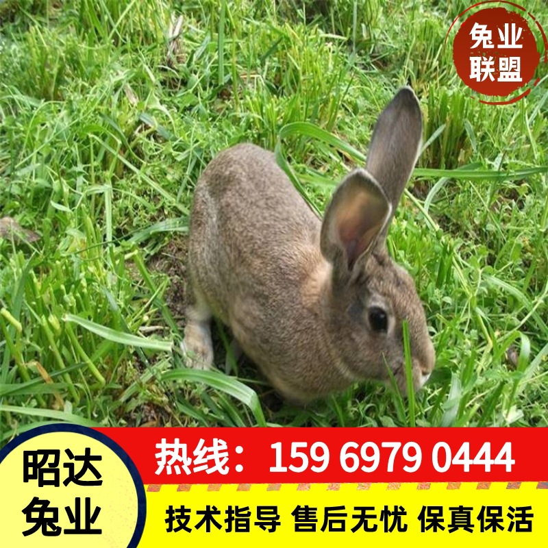 品种齐全肉兔养殖前景大型种兔繁殖基地比利时兔大流士兔成年兔