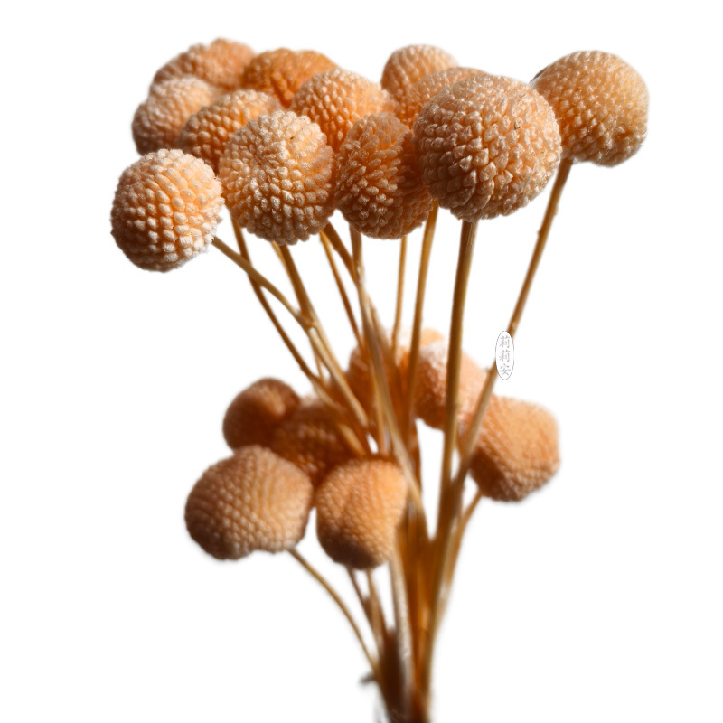 샴페인 컬러(20개/묶음)