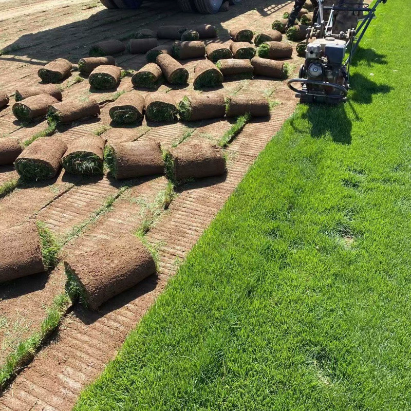 Годовое оптовое продажа газонов, засухоустойчивых и морозостойких, раннеспелых газонов, садов, дворов и домов, оптовая продажа газонов